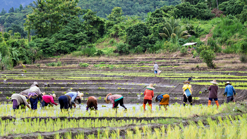 Thai farmers planting rice
