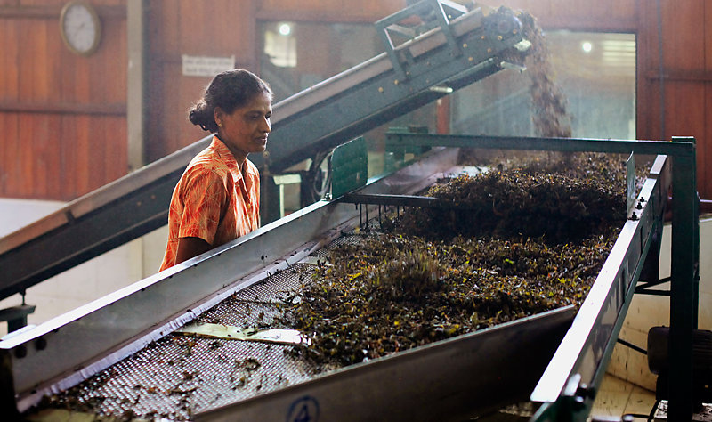 Female workers in the Bluefield Tea Factory, Nuwara Eliya, Sri Lanka.