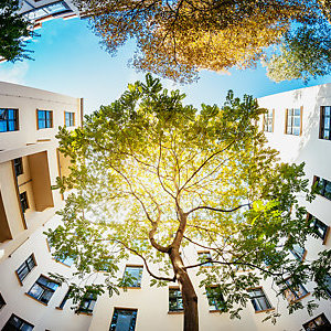 A green tree surrounded by residential houses.