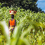 A woman passing through a green field in Benin, Africa.