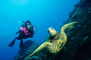 Female scuba diver and a green turtle, underwater.