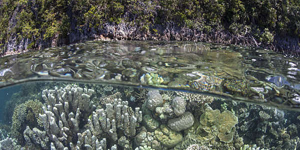 A healthy and diverse coral reef grows near limestone islands in Raja Ampat, Indonesia. 